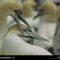Cape Gannets, South Africa, 1995
