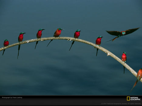 Carmine Bee-Eaters