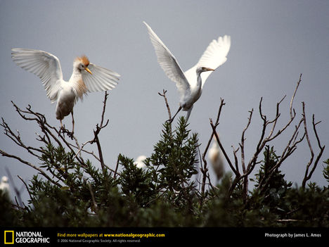 Cattle Egrets, United States, 1975
