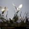 Cattle Egrets, United States, 1975