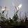 Cattle_egrets_united_states_1975_535593_57675_t