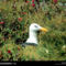 Channel Islands Gull, California, 1997