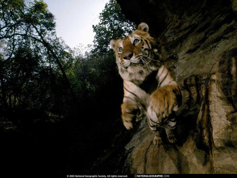 Charger Leap, India, 1997