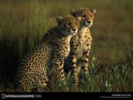 Cheetah Brothers, Botswana, 1998