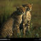 Cheetah Brothers, Botswana, 1998