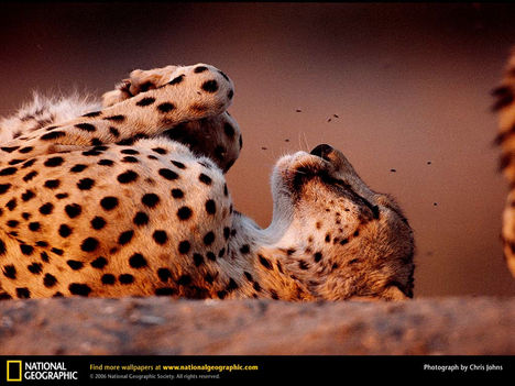 Cheetah Catnap, Namibia, 1998