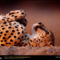 Cheetah Catnap, Namibia, 1998