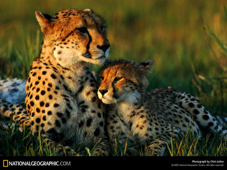 Cheetah Family, Botswana