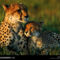 Cheetah Family, Botswana