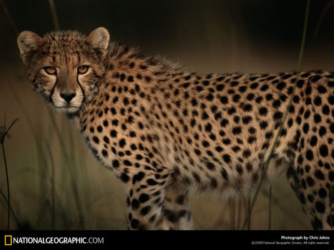 Cheetah Stare, Botswana, 1998