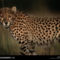 Cheetah Stare, Botswana, 1998