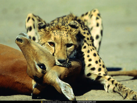 Cheetah Stranglehold, Botswana, 1998