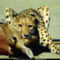 Cheetah Stranglehold, Botswana, 1998