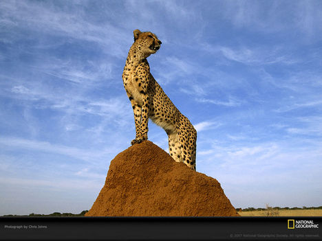 Cheetah Survey, Botswana, 1999