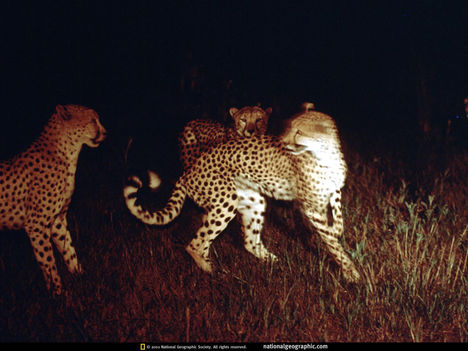 Cheetah Tag, Botswana, 1998