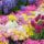 Chrysanthemum_and_tulip_garden_535151_62959_t
