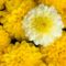Dahlia Flower Mix