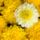 Dahlia_flower_mix_535095_72859_t
