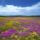 Dew_flowers_eastern_cape_south_africa_535074_17555_t