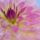 Dewcovered_dahlia_535096_89111_t