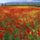 Endless_poppies_spain_535075_70984_t