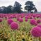 Field of Pink Onions, Wassenaar in the Schieland Region, Holland, The Netherlands