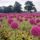 Field_of_pink_onions_wassenaar_in_the_schieland_region_holland_the_netherlands_535076_67823_t