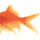Halak_8-001_535233_40767_t