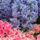 Hyacinth_flowers_535674_64361_t
