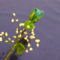 kék rózsa rezgővel