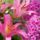 Lilies_and_phlox_535128_89969_t
