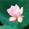 Love's First Bloom, Lotus Flower