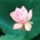 Loves_first_bloom_lotus_flower_535132_94695_t