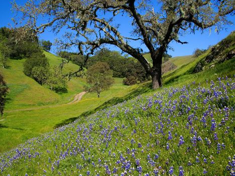 Lupines in the Santa Lucia Range, California