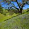 Lupines in the Santa Lucia Range, California