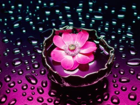 Petals and Water