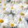 Plentiful_oxeye_daisies_535070_73411_t