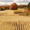 Ready for Harvest, Cadillac, Michigan