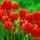 Red_tulips_535138_48345_t