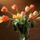 Tulips_in_bloom_535091_20255_t
