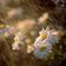 Wet Daisies