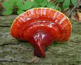 ganoderma gyógygomba