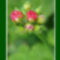muskátli virágbimbó
