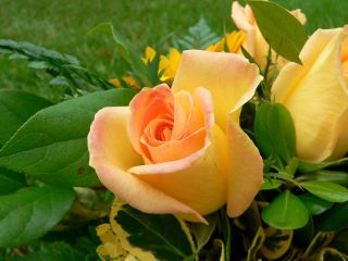 Sárga rózsa- a hűség jelképe is