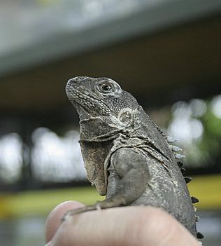 mexican club tailed iguana