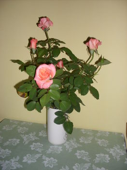 névnapi rózsák 001