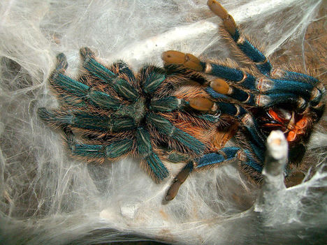 C, cyaneopubescens 0.1.0