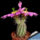 Echinocereus_metornii_sd_360