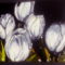 Fehér tulipánok