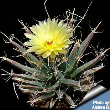 Leuchtenbergia_principis_andrea_360